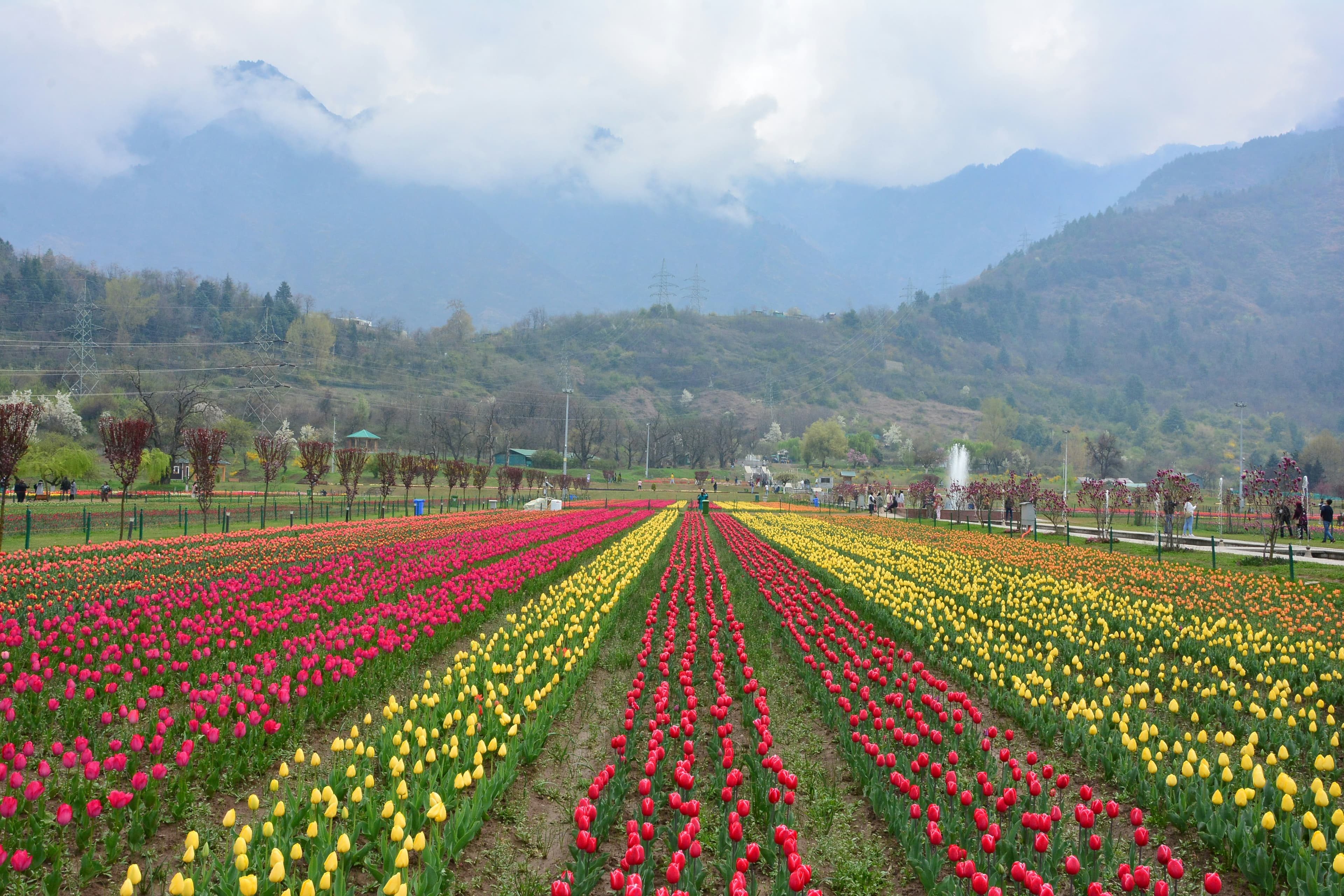 Tulip Special Kashmir